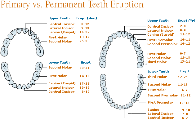 When Lose Baby Teeth Chart